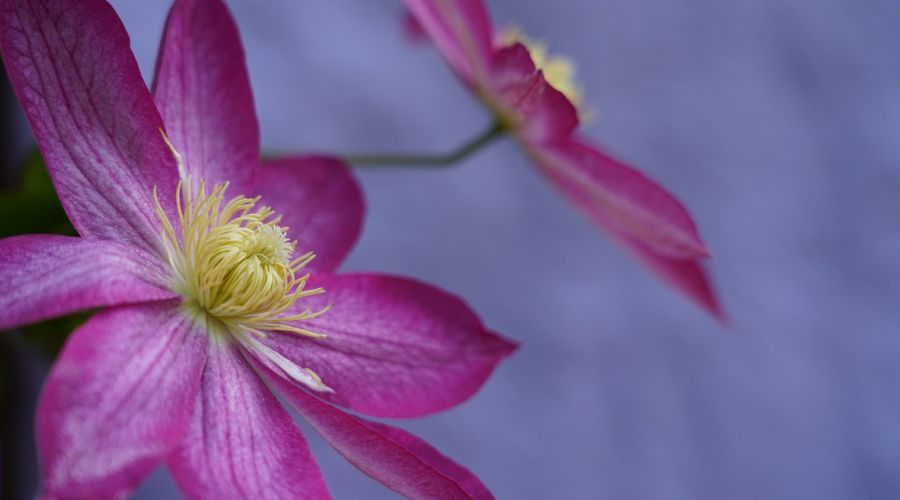 two pink viticella clematis flowers