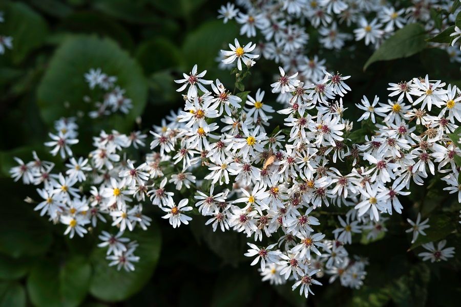 White Wood Aster Plant
