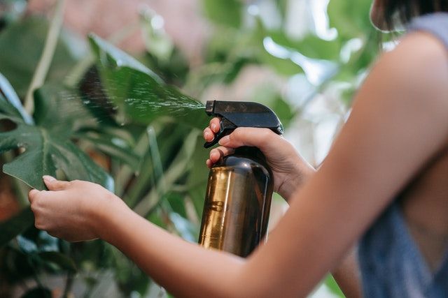 Woman Spraying Green Monstera Leaves With Brown Spray Bottle