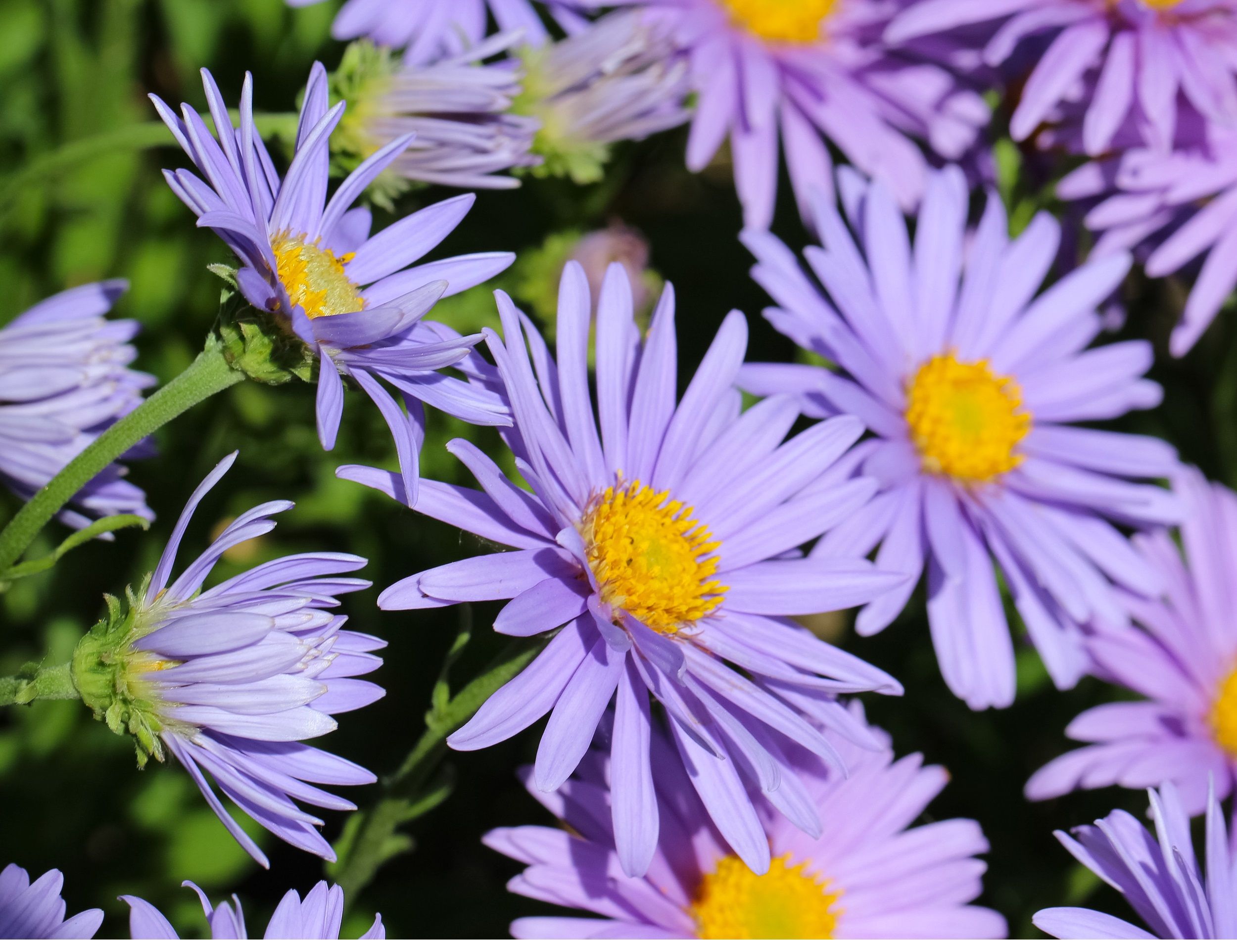 Close-up of alpine aster flowers in the garden (Lat. Aster alpinus), large format
