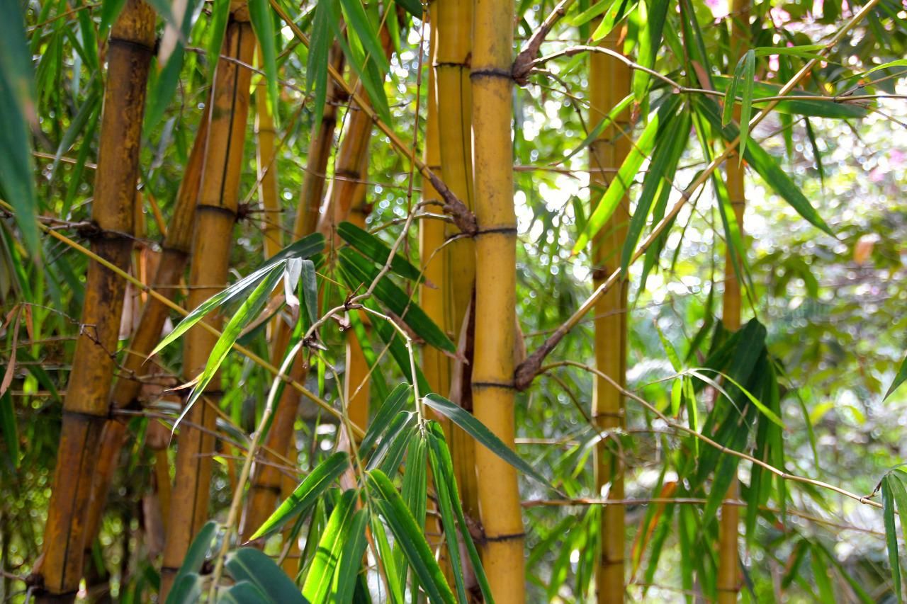 Healthy, established bamboo shoots