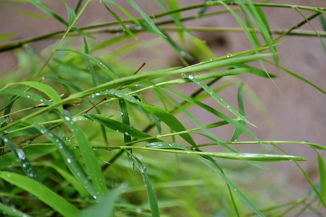 Bamboo plants with water droplets