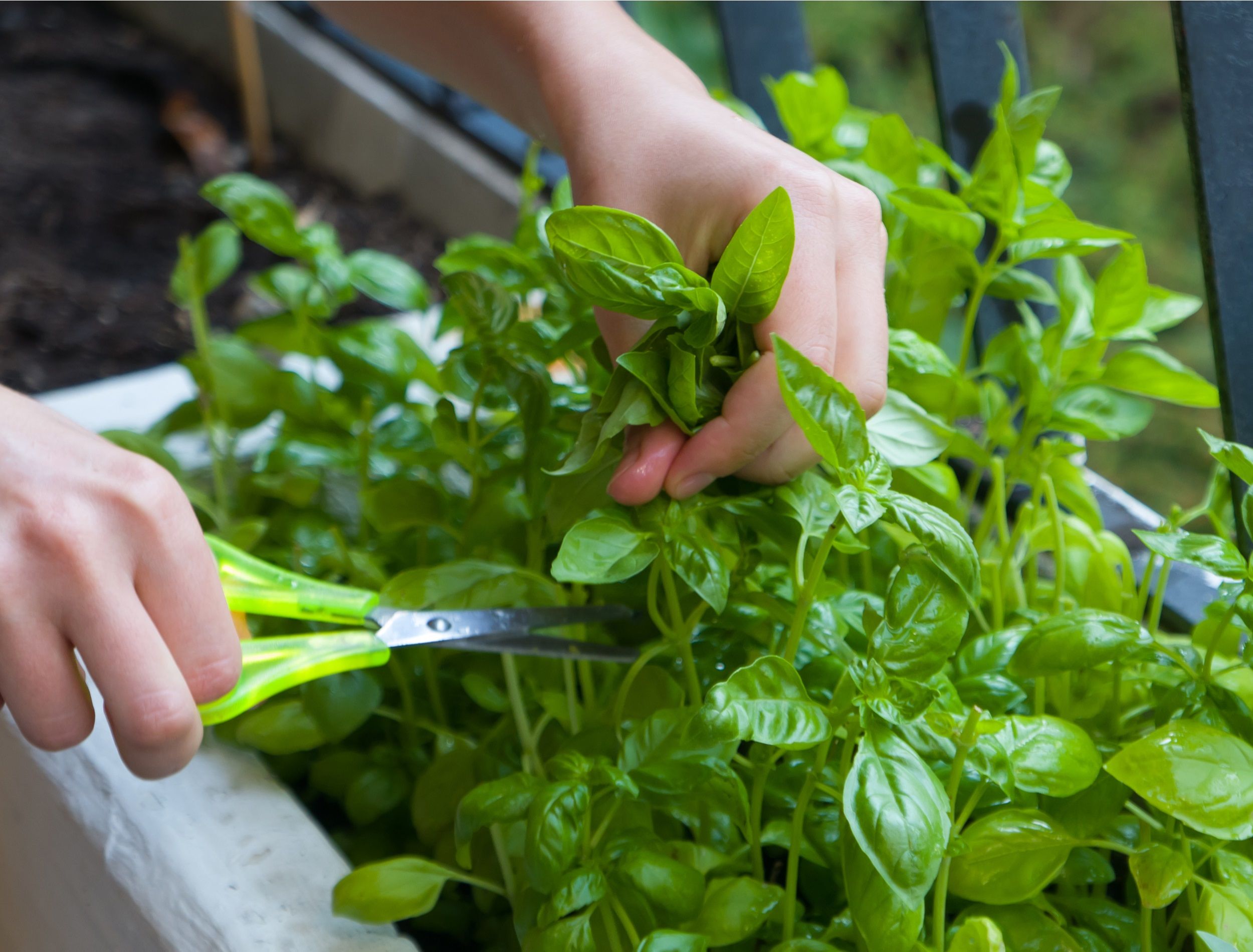 Home gardening, cutting herbs with paper scissors