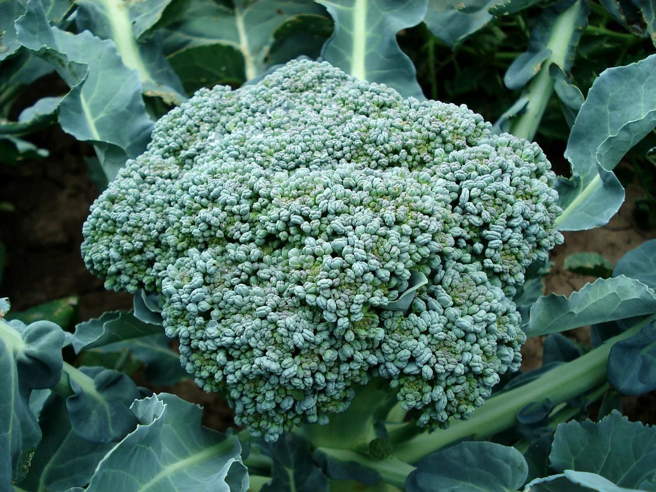 Main broccoli head ready for harvesting