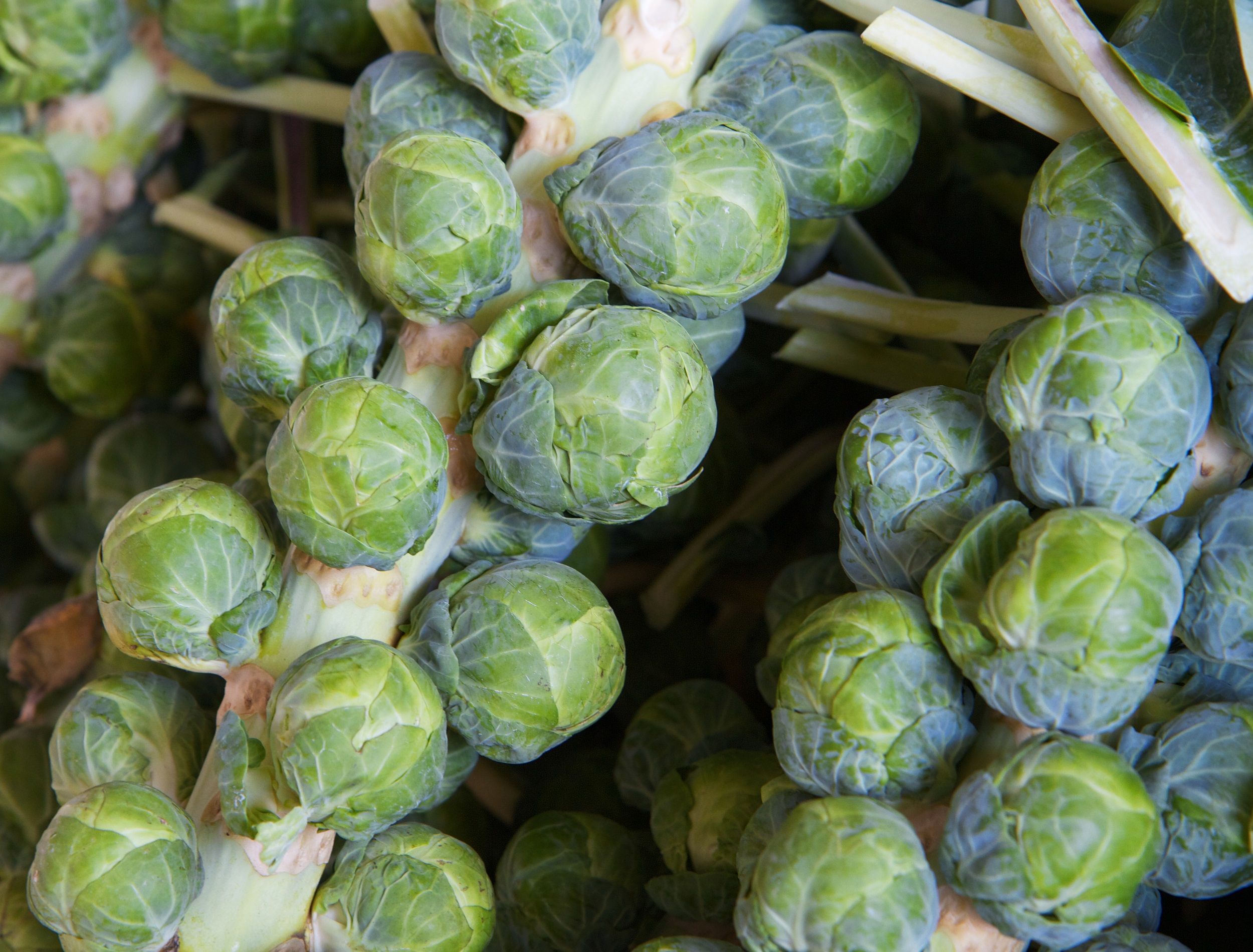 What Vegetables Should Not Be Planted Next to Each Other in a Garden?