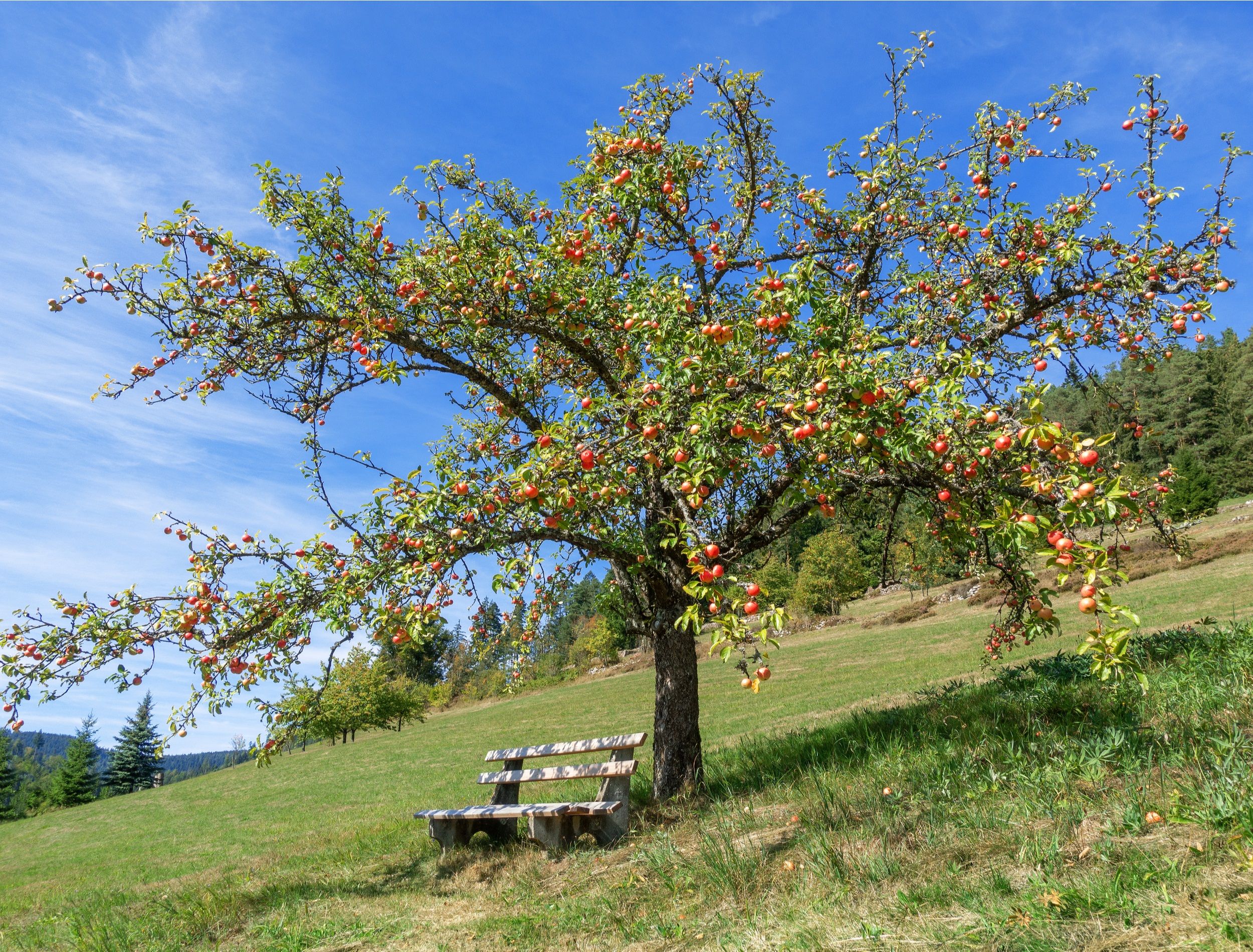 Apple tree full of ripe red apples and with bench below on a slope in autumn