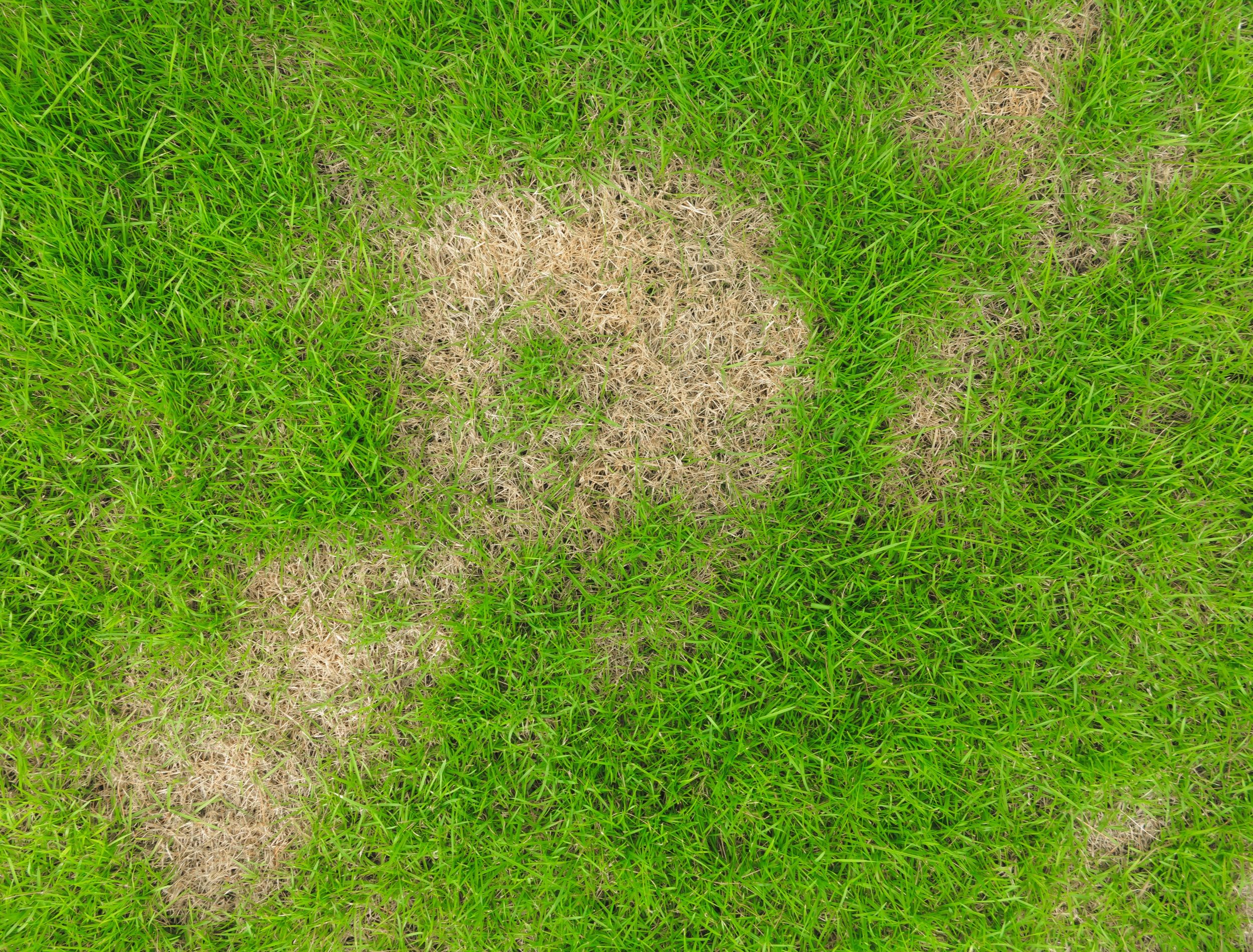 Is Letting Your Grass Turn Brown Ok In Summer?