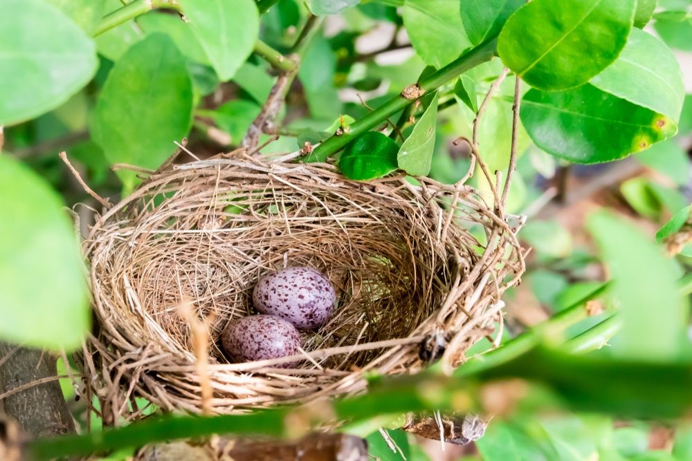 bird nest with 2 eggs inside on branch of tree