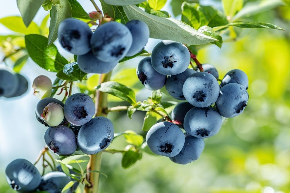 The Best Mulch For Your Blueberry Bushes