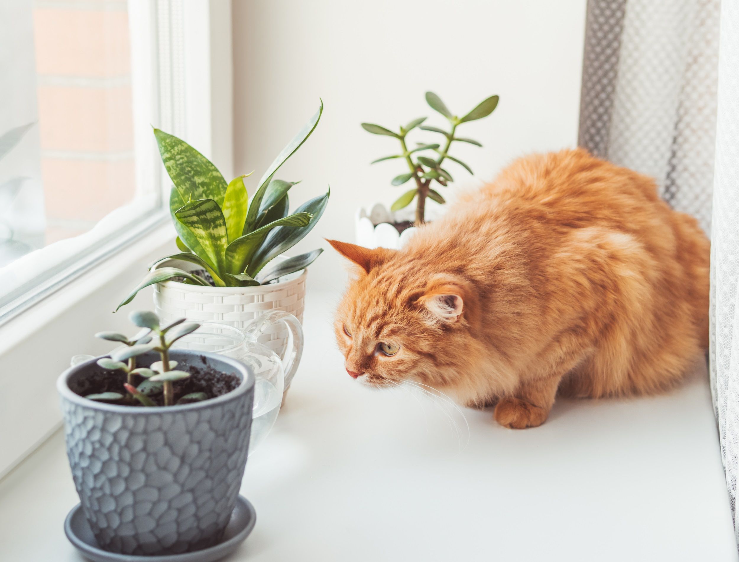 Cute ginger cat sniffs indoors plants. Flower pots with Crassula and Sansevieria. Fluffy pet smells succulent plants on white window sill. Peaceful botanical hobby. Gardening at home.