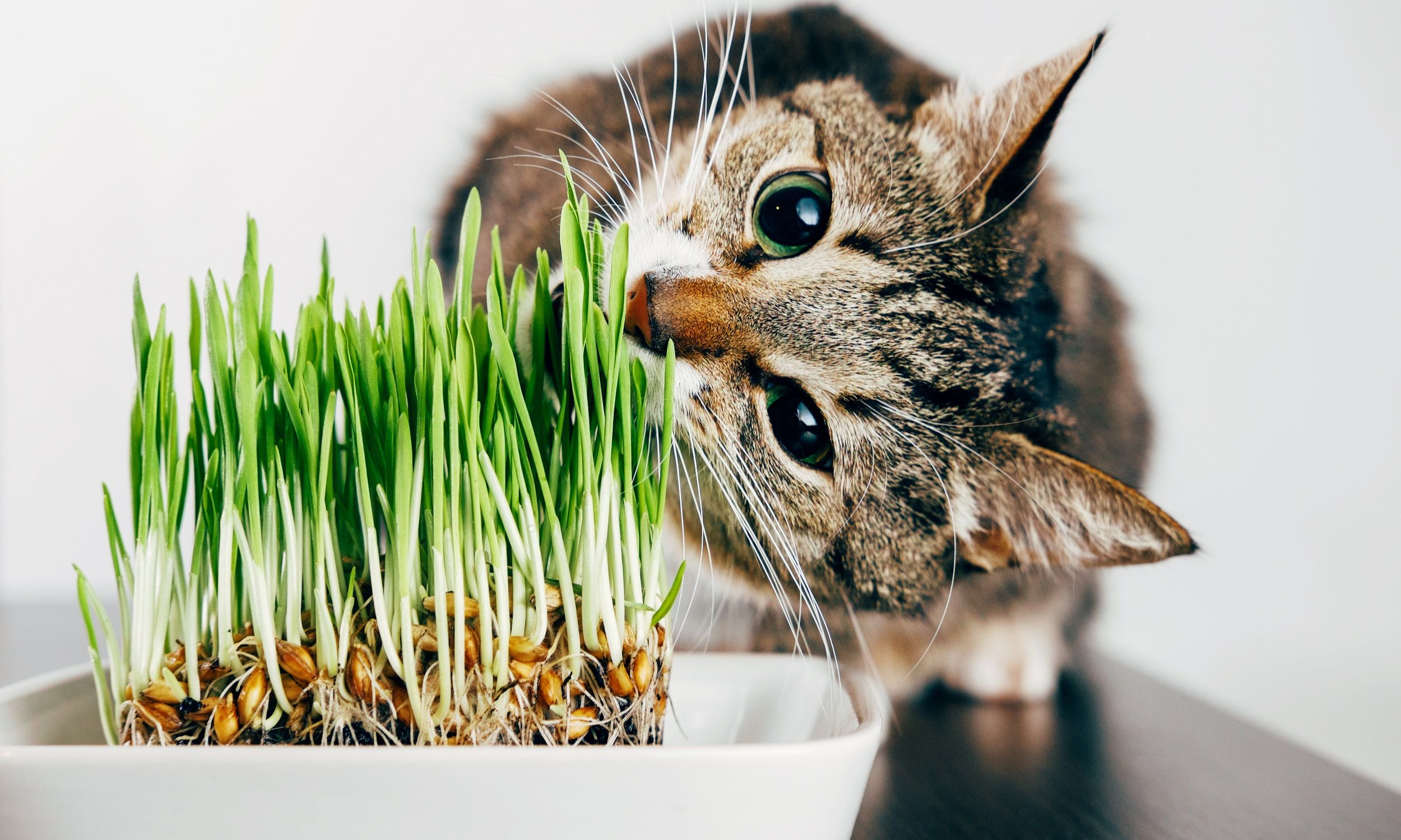 beautiful tabby cat eating grass