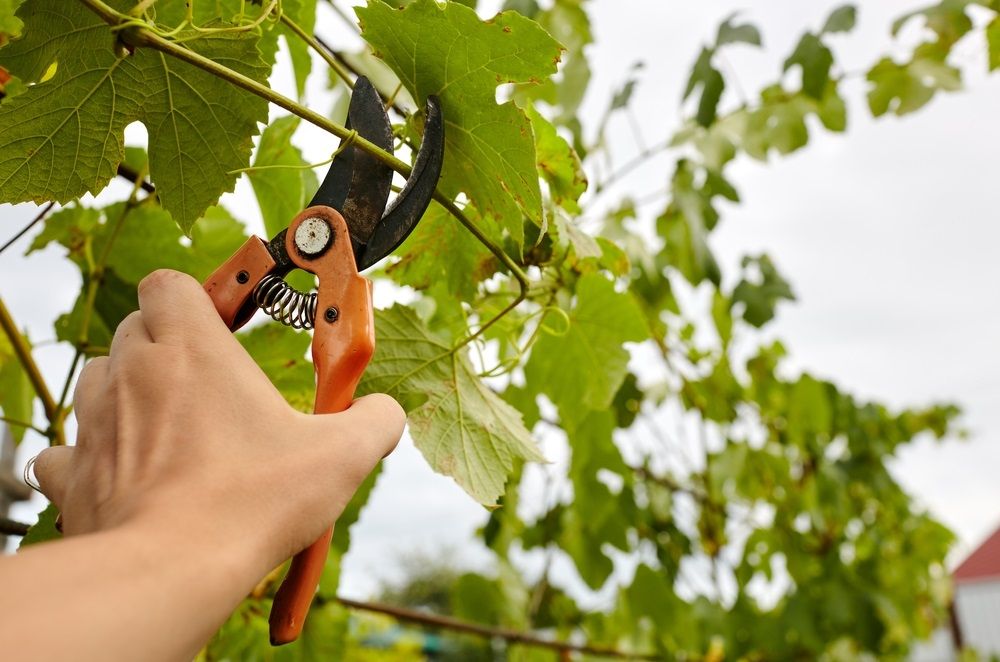 Man gardening in backyard. Worker's hands with secateurs cutting off wilted leafs on grapevine. Seasonal gardening, pruning plants with pruning shears in the garden