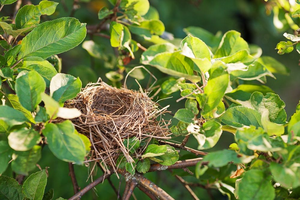 Empty bird nest on a tree branch covered with green leaves, copy space
