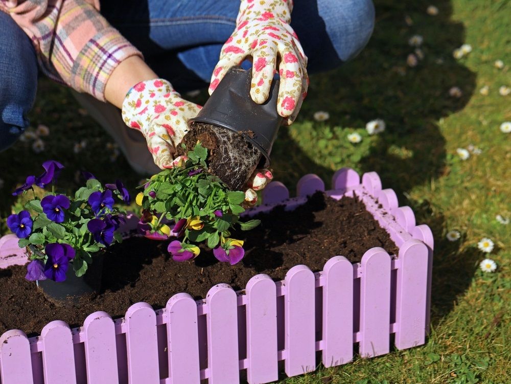 woman with gloves planting colorful pansies in pink flower box, gardening in spring close up