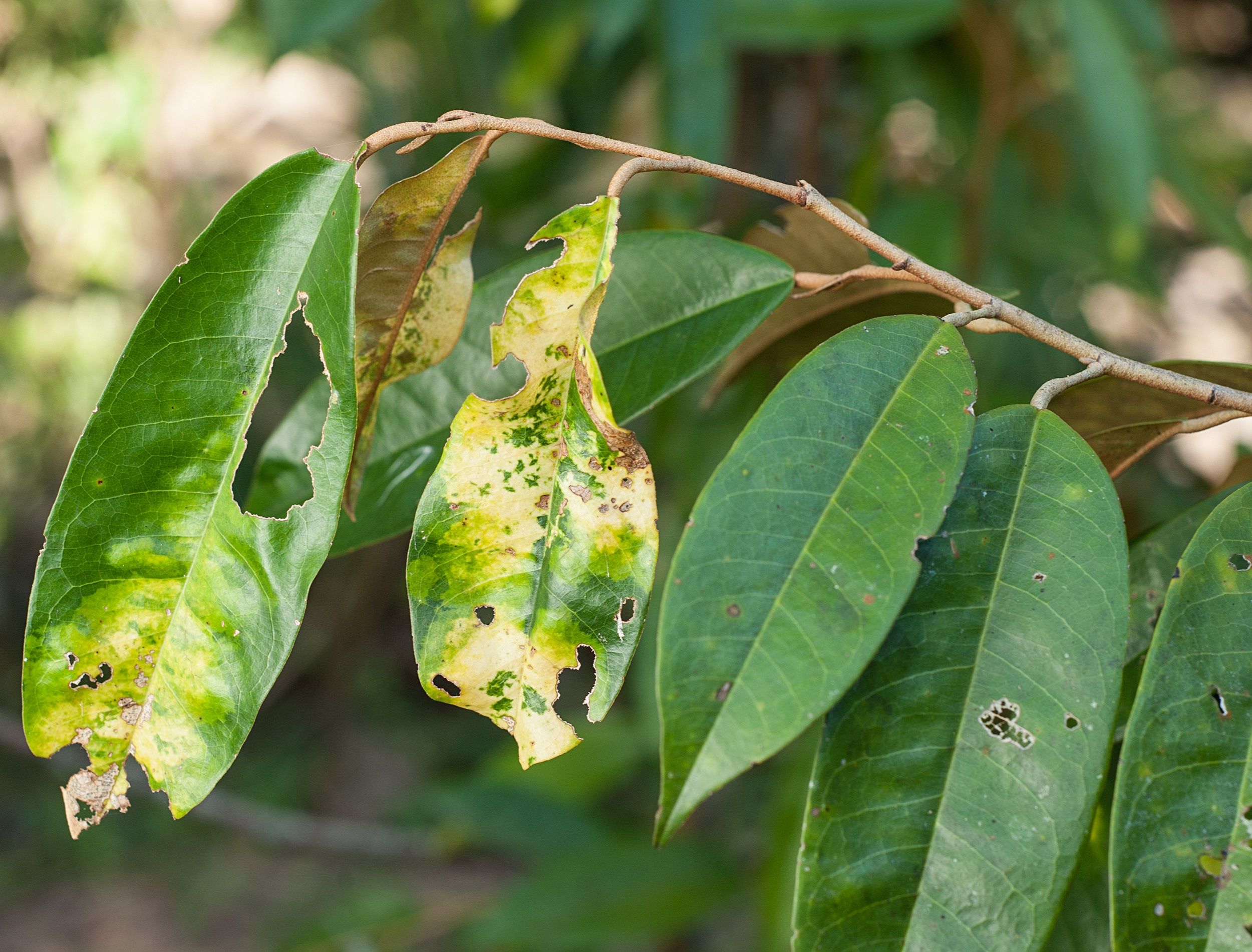 Plant Disease. Septoria leaf spot symptoms on durian tree.