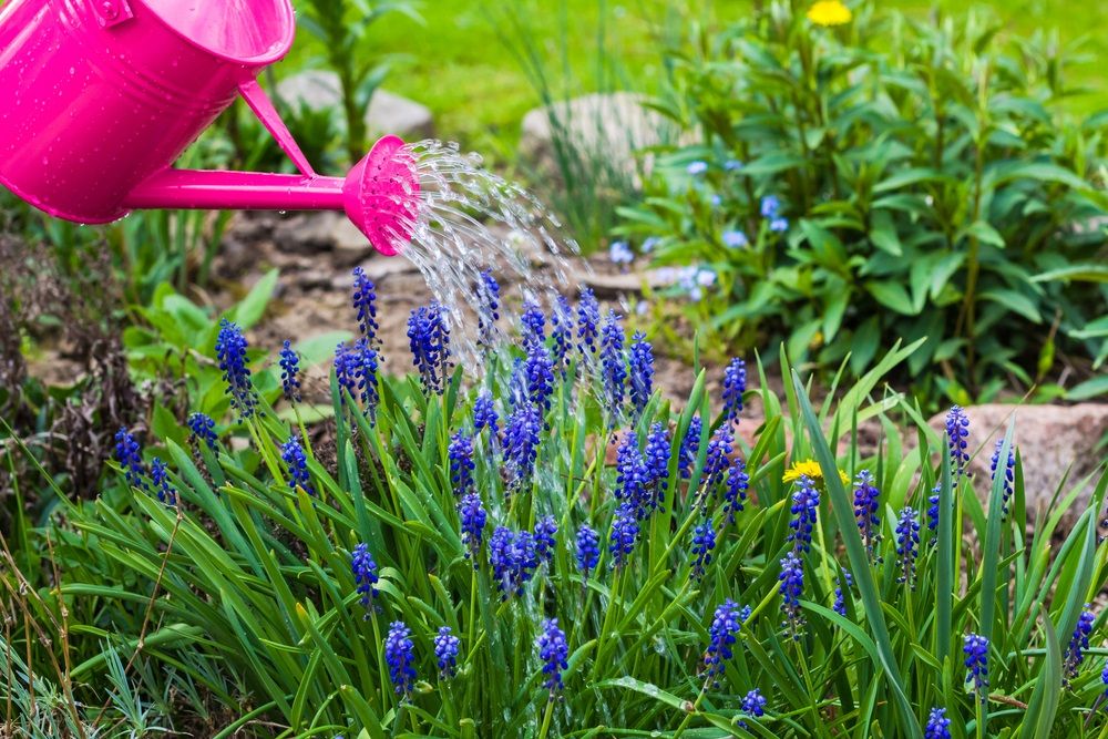Spring works in the garden: watering plants watering can
