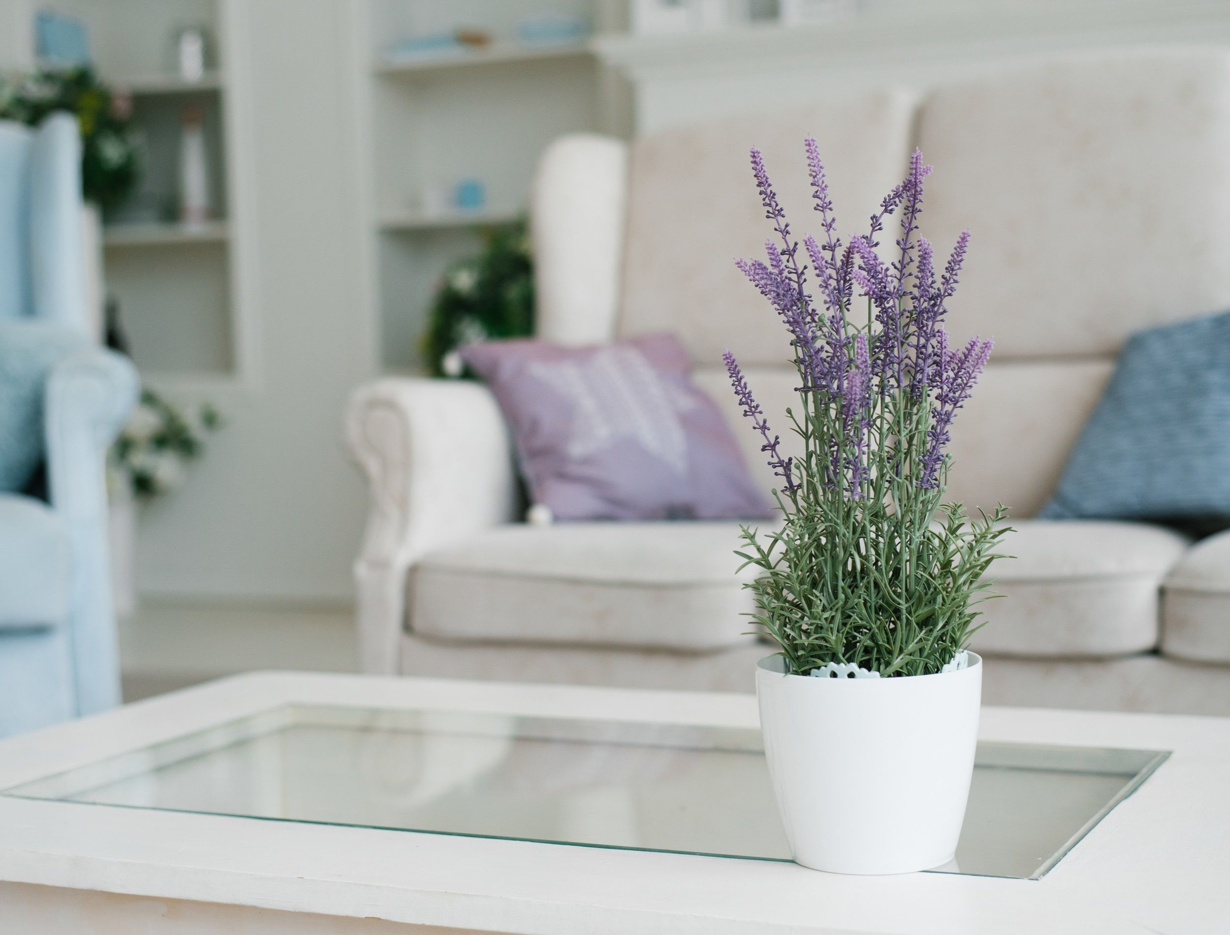 White vase with lavender flowers in the interior decor of the living room in light colors with blue color