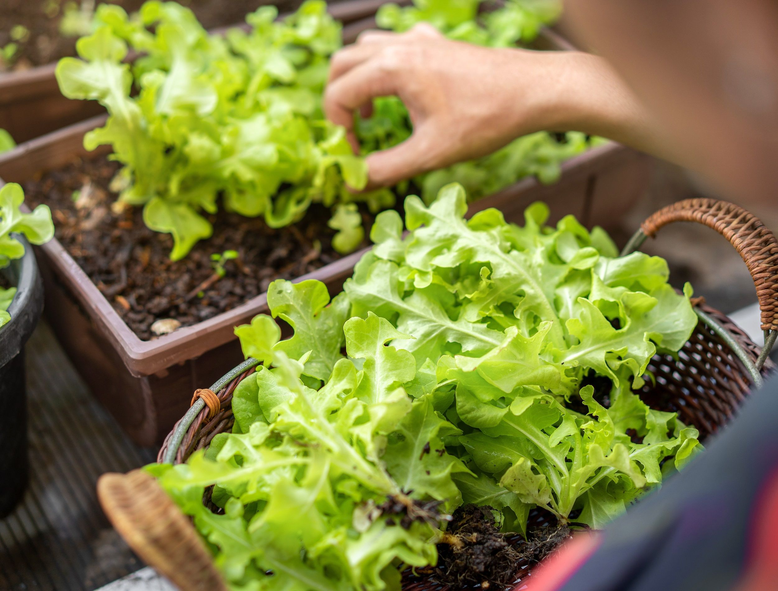 How To Grow Lettuce In Containers