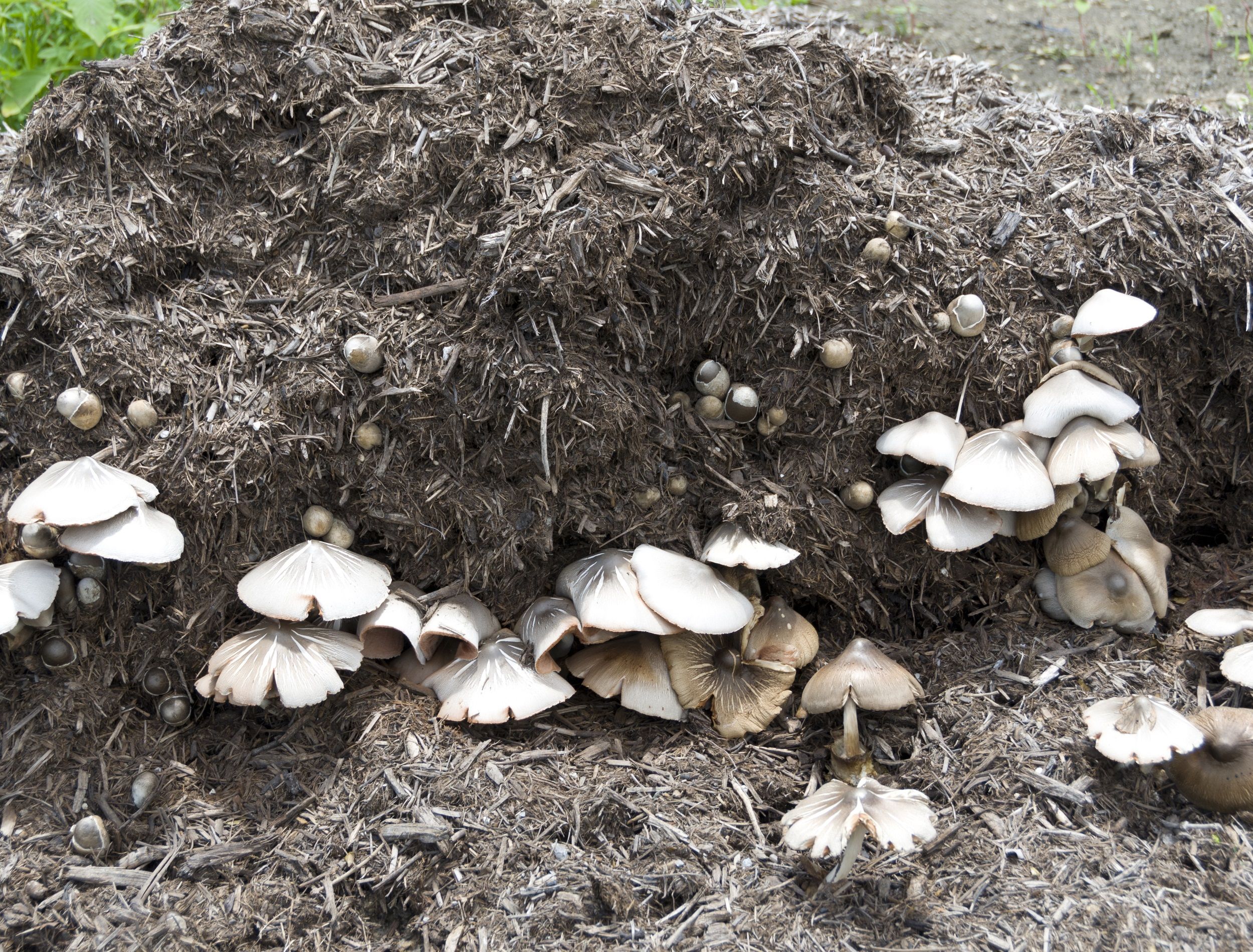 Mushroom that grows in the bagasse