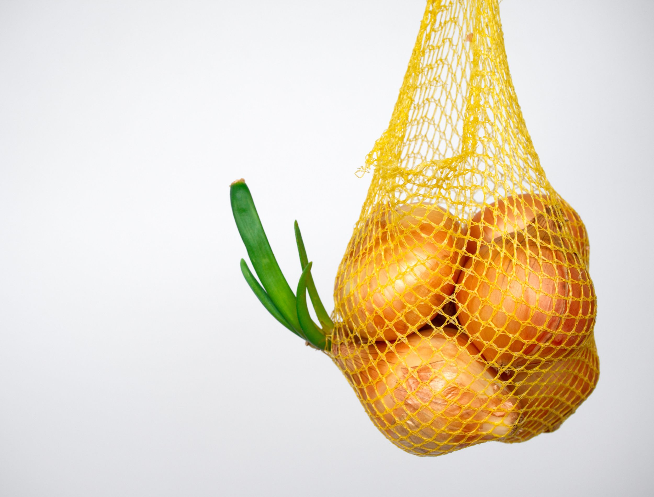 Onions sprouted in yellow hanging mesh bag.
