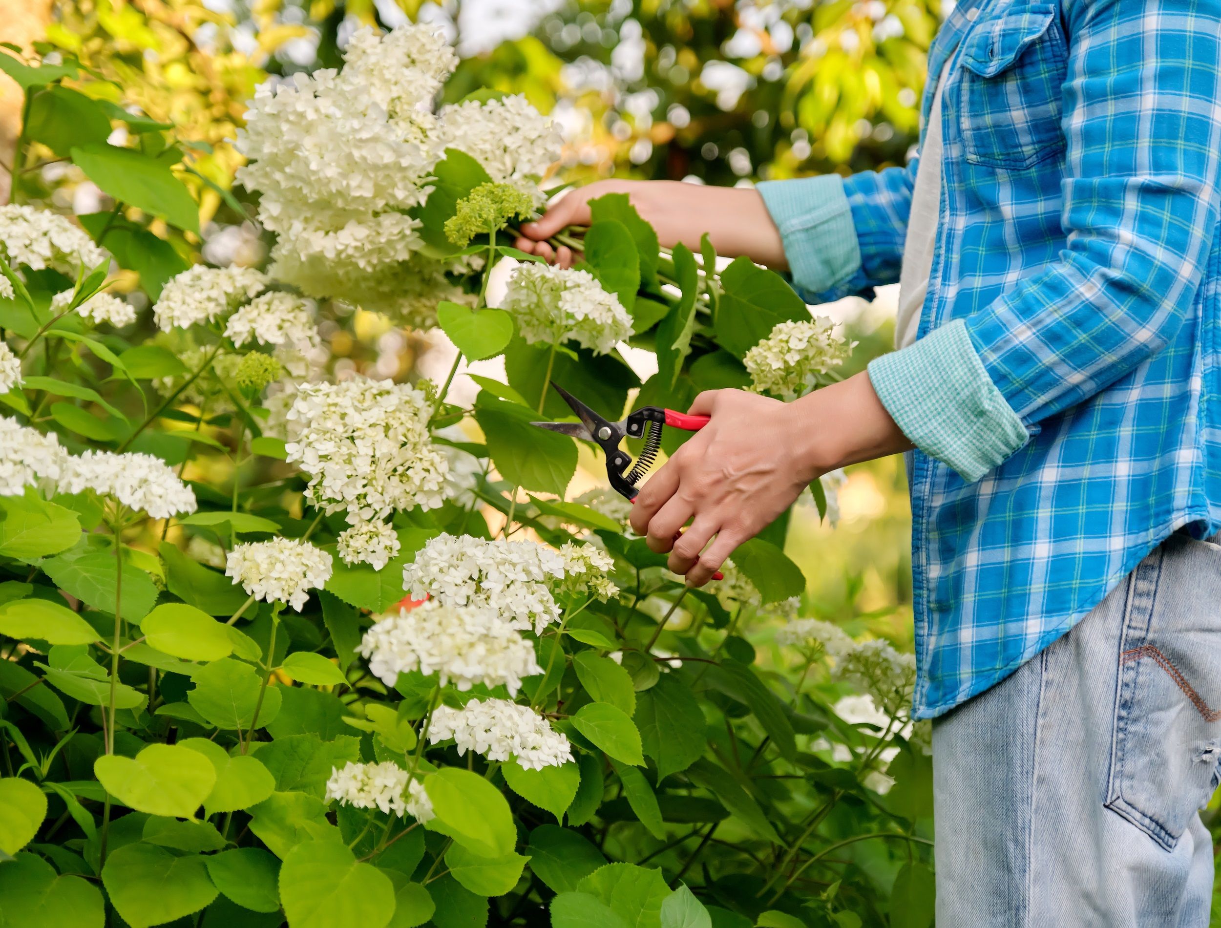 Woman gardener with garden shears cutting a bouquet of white hydrangea flowers