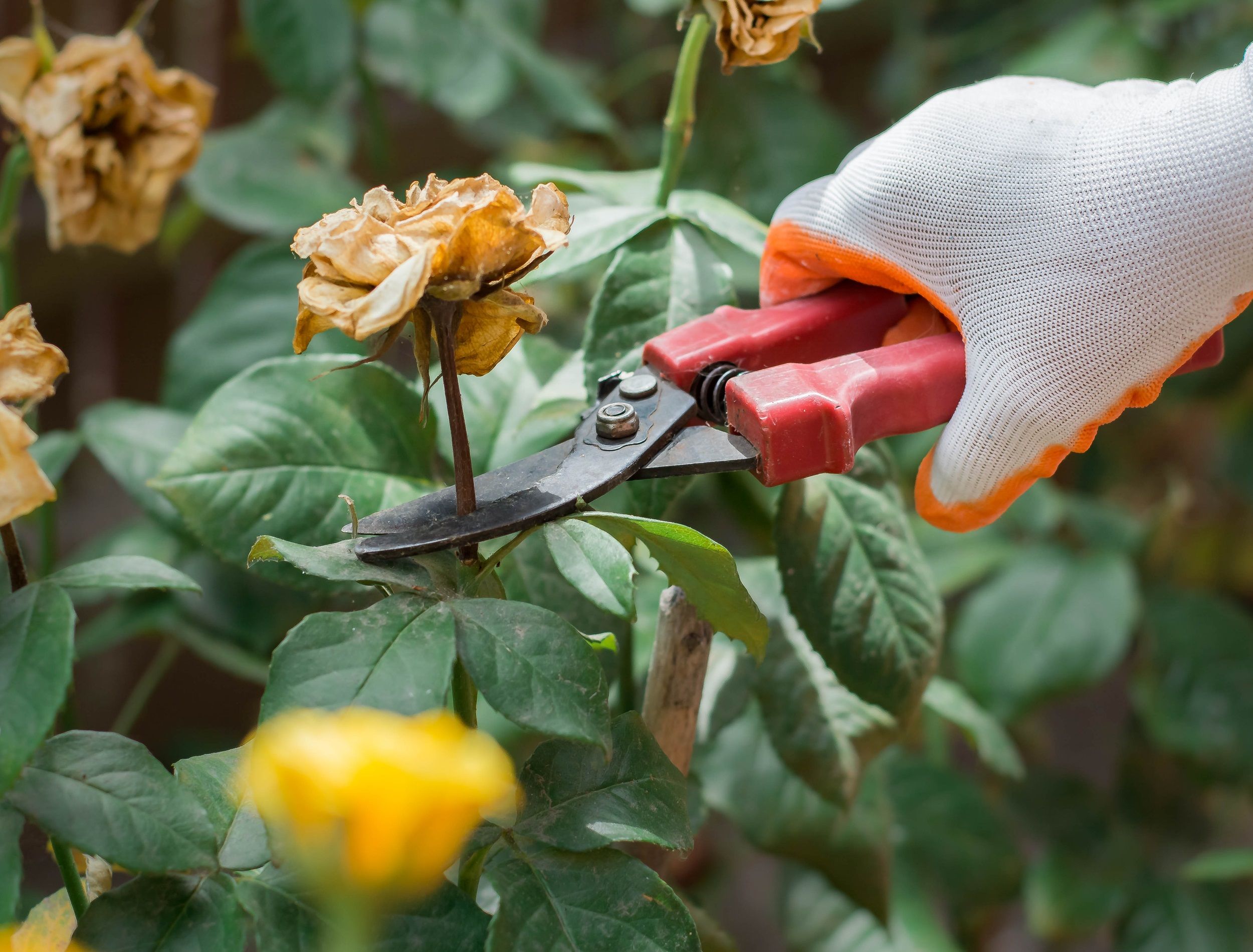 Common Reasons why Rose Leaves Turn Yellow