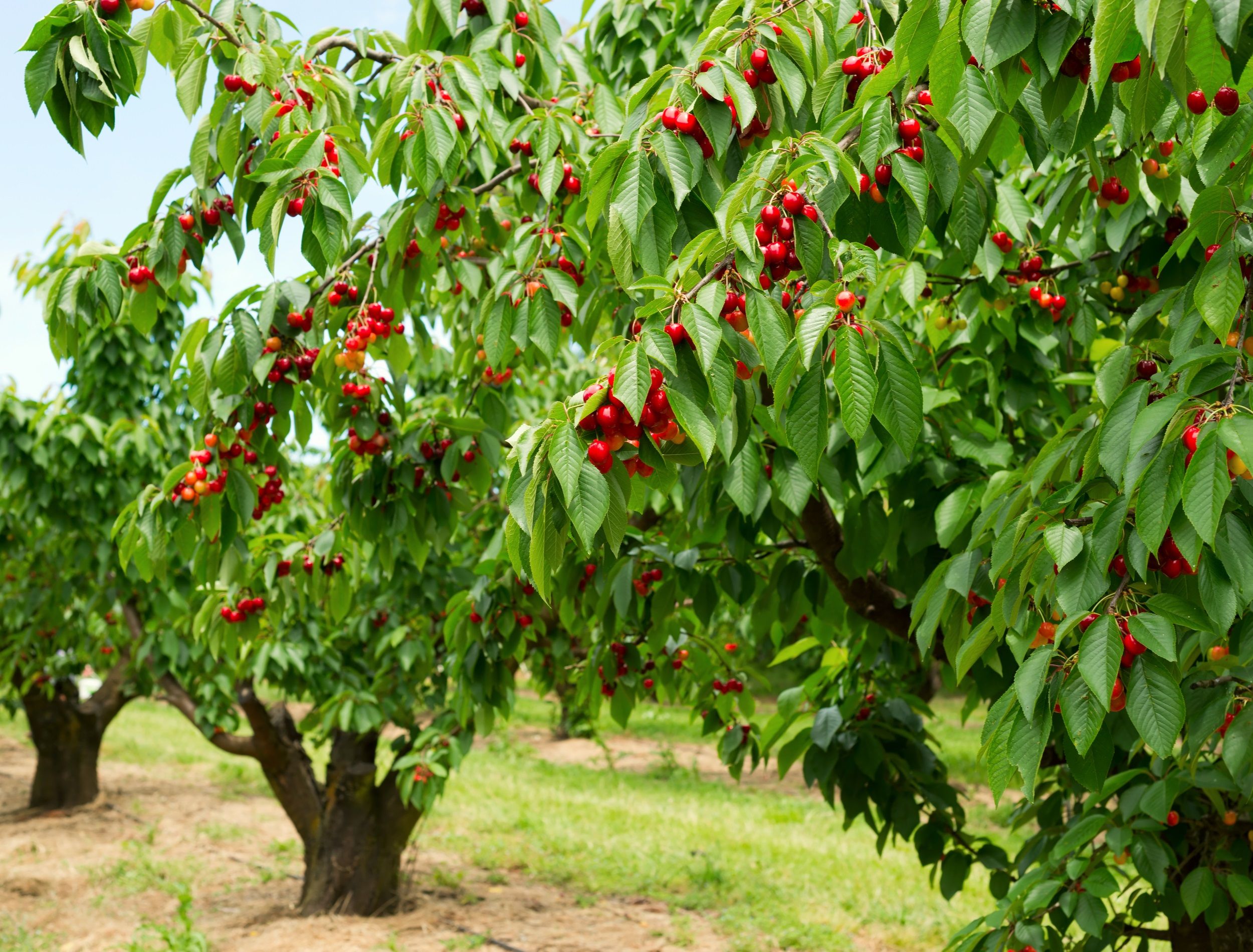 A photo of beautiful cherry trees with cherries in orchard.