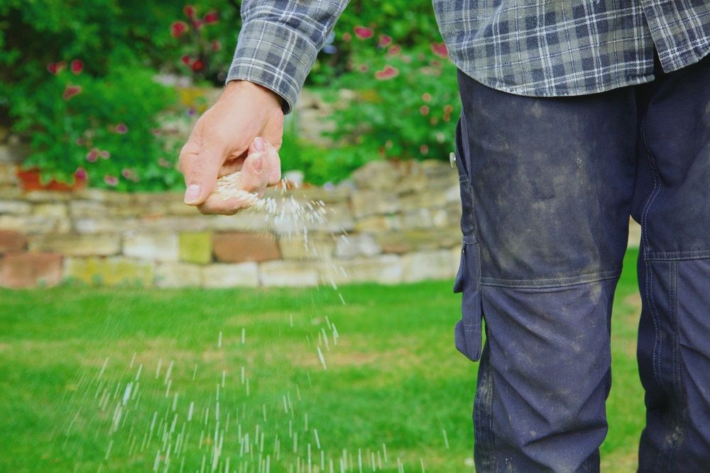 close-up of one man farmer is fertilizing the lawn soil. male hand of worker, Fertilizer For Lawns in springtime for the perfect lawn. lawn fertilizer in man's hand on garden background.