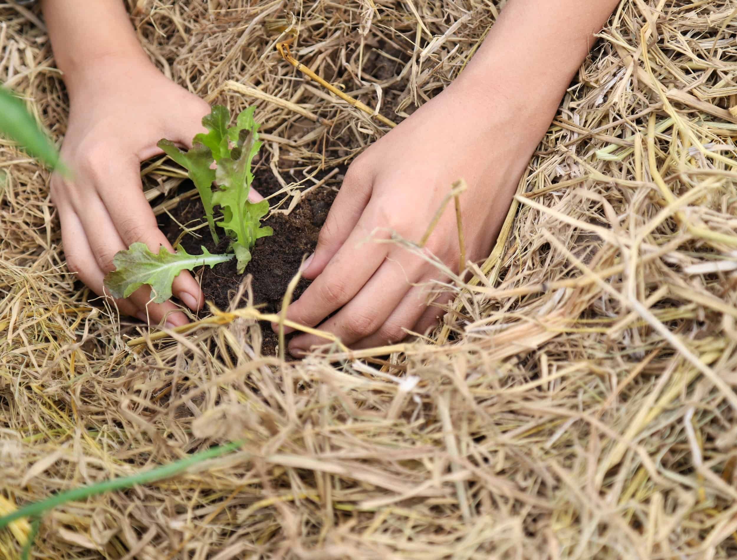 Closeup of growing vegetable on the ground with straw, by girl's hands in the garden as family activity. Show natural, simple way of life, self-reliance and green development direction.