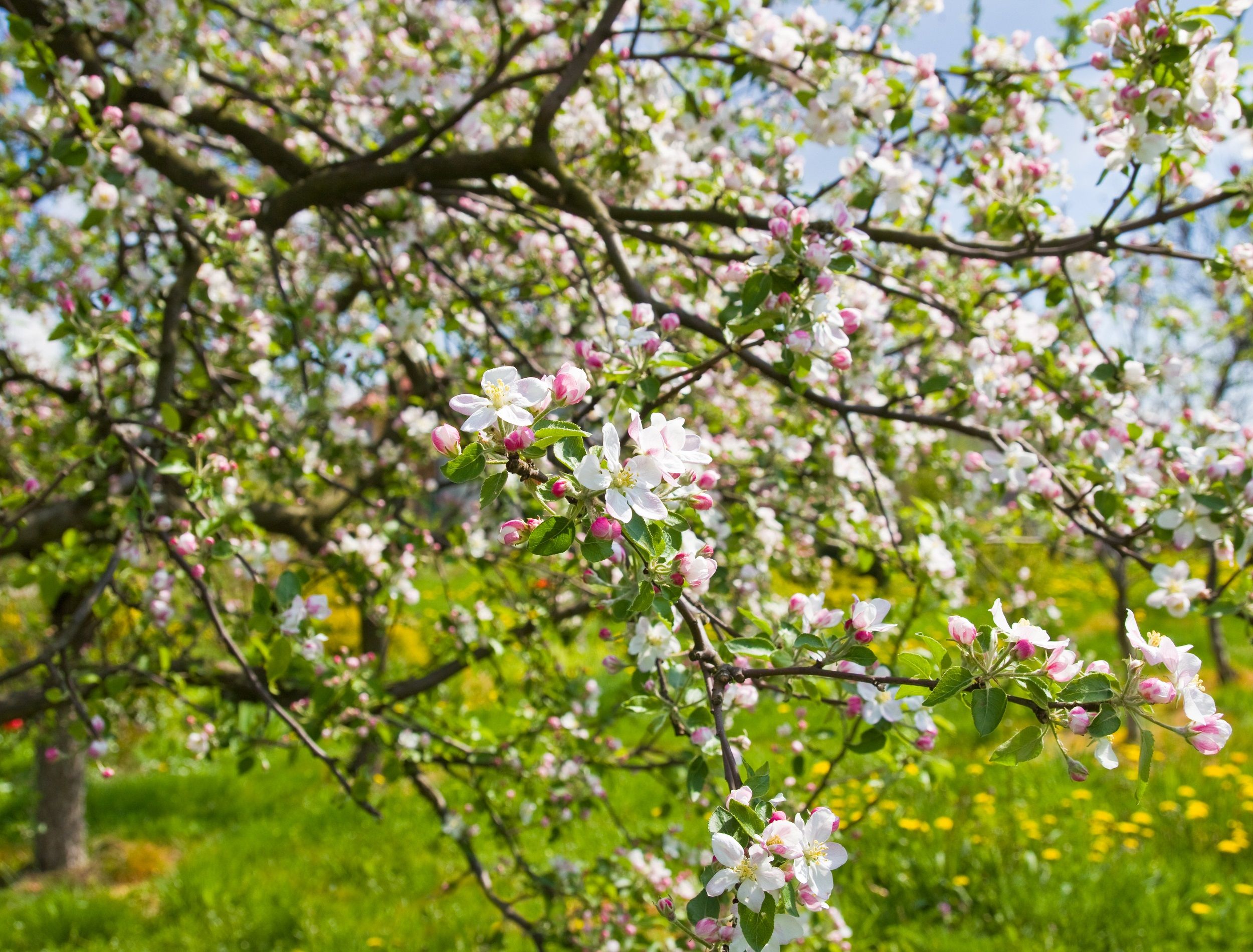 a blooming apple trees in spring