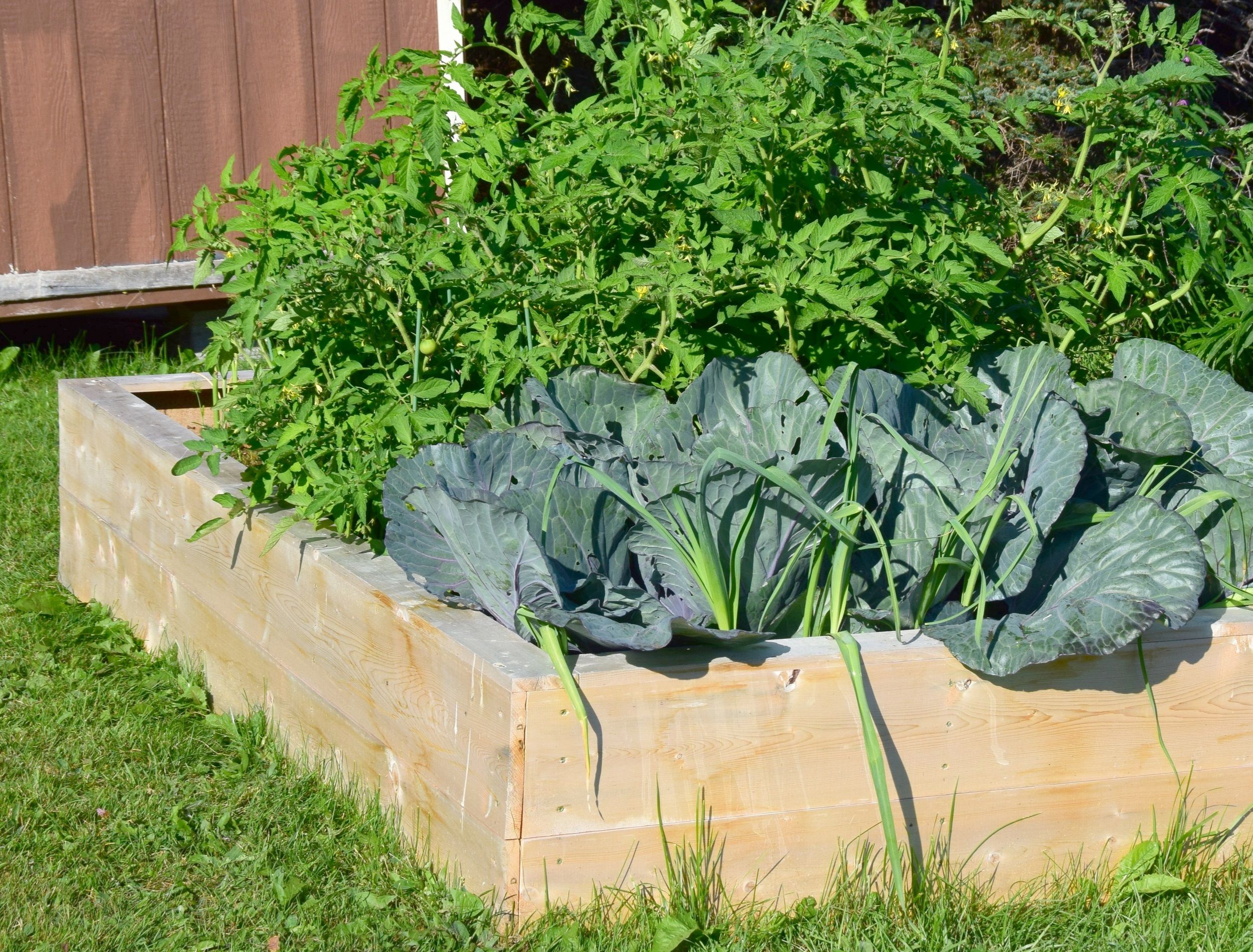 What Vegetables Should Not Be Planted Next to Each Other in a Garden?