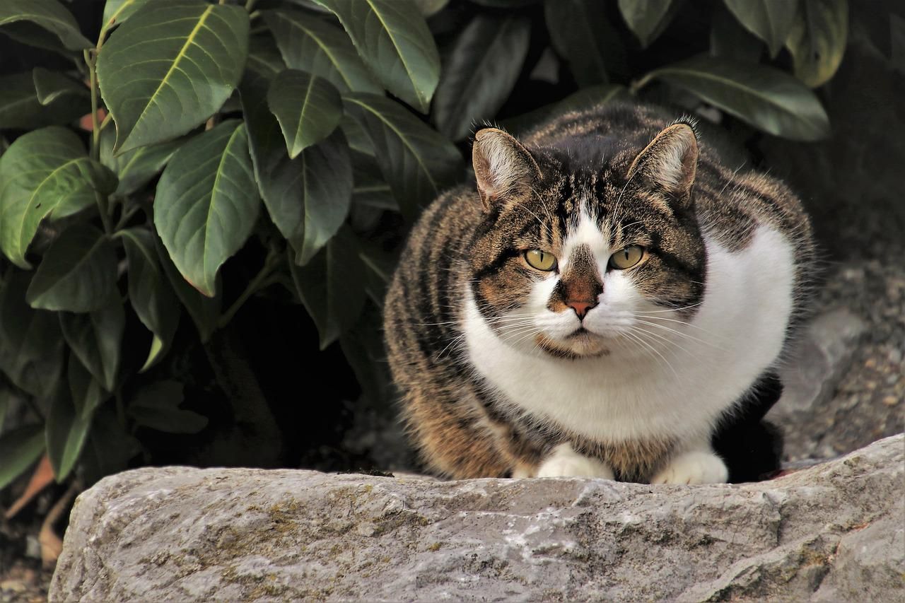 Cat sitting on rock in the garden