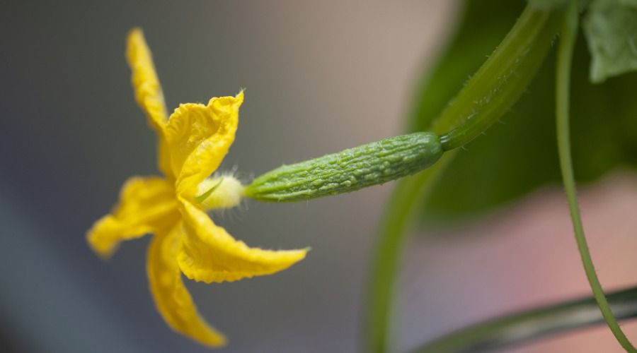 Yellow Flower from cucumber plant