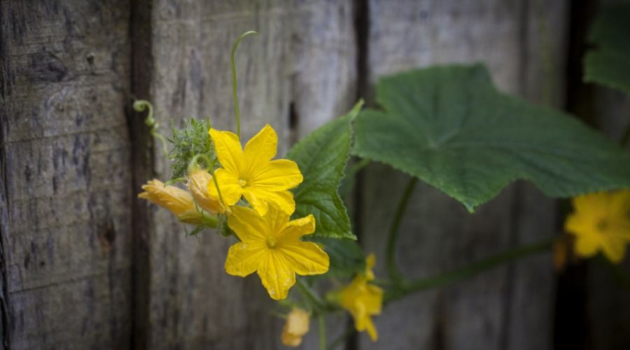 Yellow flowers from cucumber plants on a fence