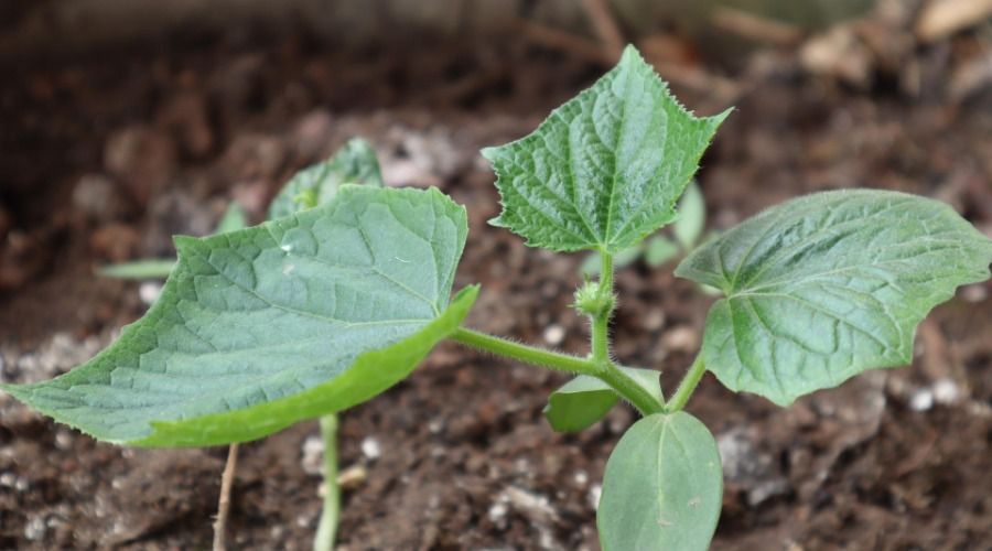 Green cucumber seedling plant with leaves