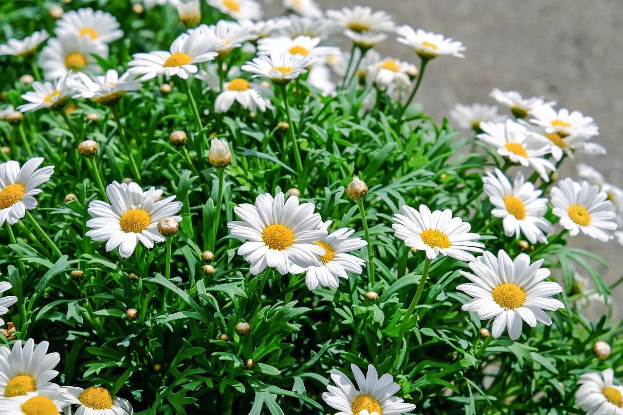 Healthy daisies for pyrethrin