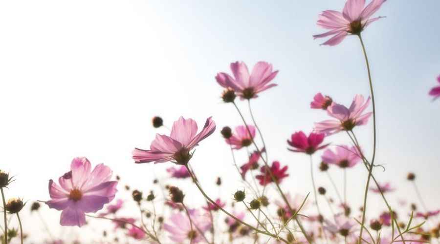 pink cosmos flower against a light blue sky