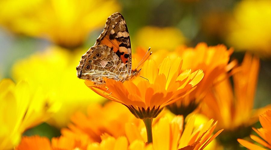 A bright orange marigold, with a butterfly resting on top