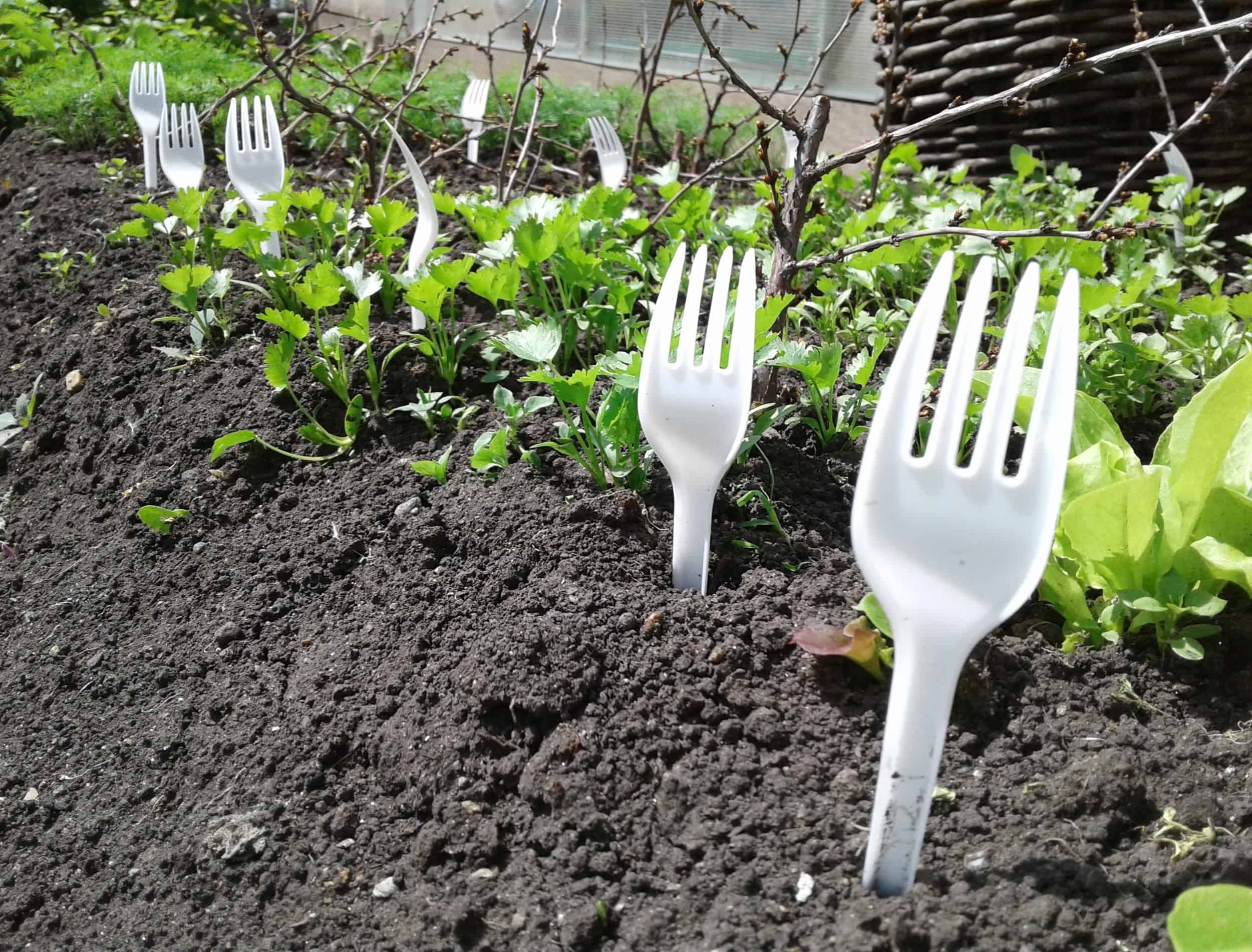 Plastic forks in the garden