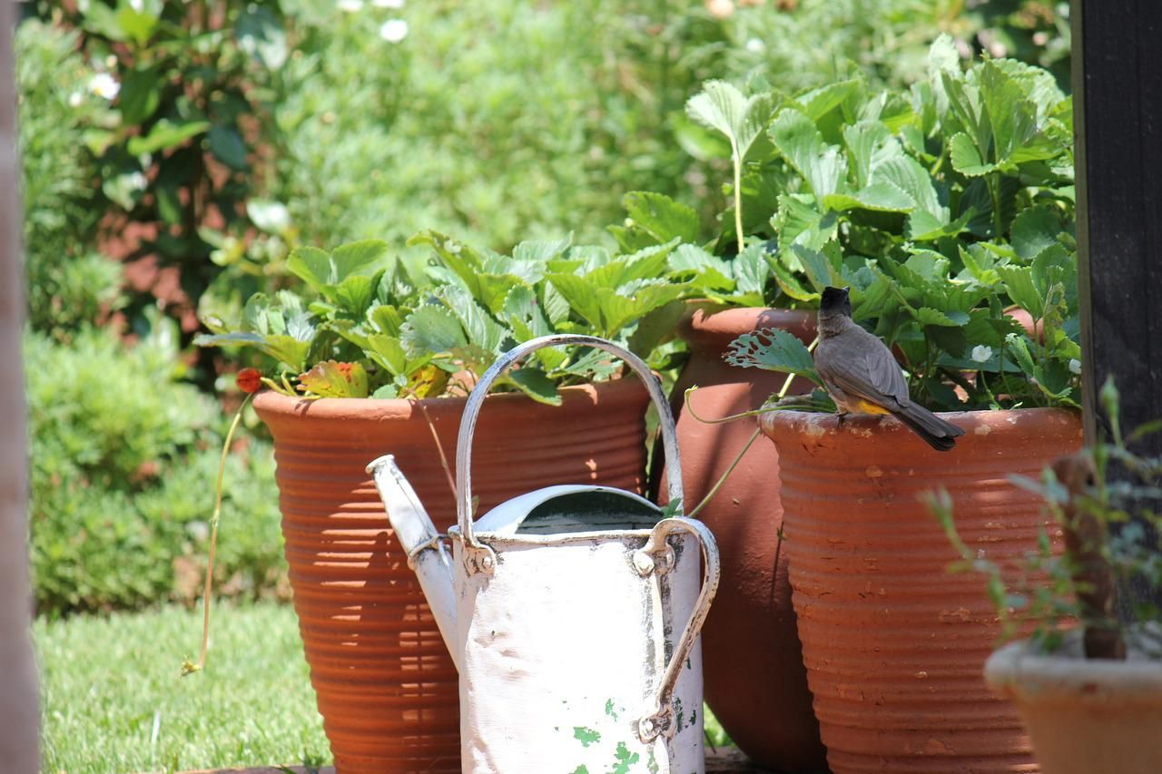 Outdoor potted plants with watering can
