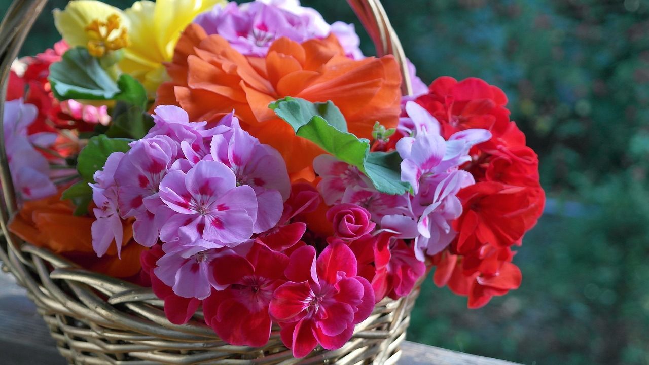 Basket of colorful geraniums