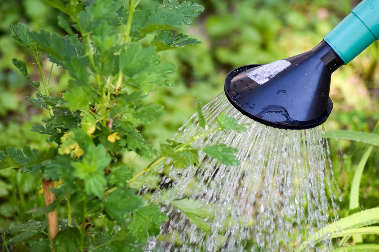 Watering can watering outdoor plants