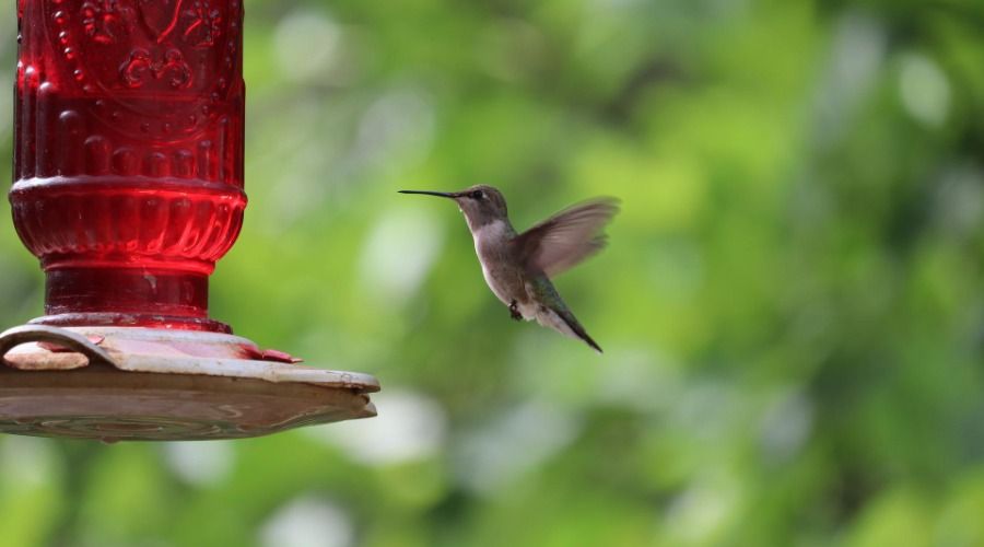 hummingbird hovering near red hummingbird feeder