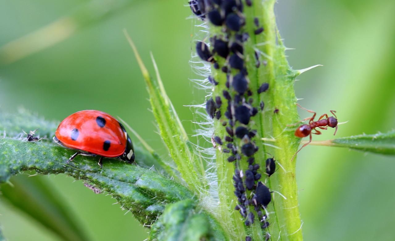 Lady bug and ant on a plant
