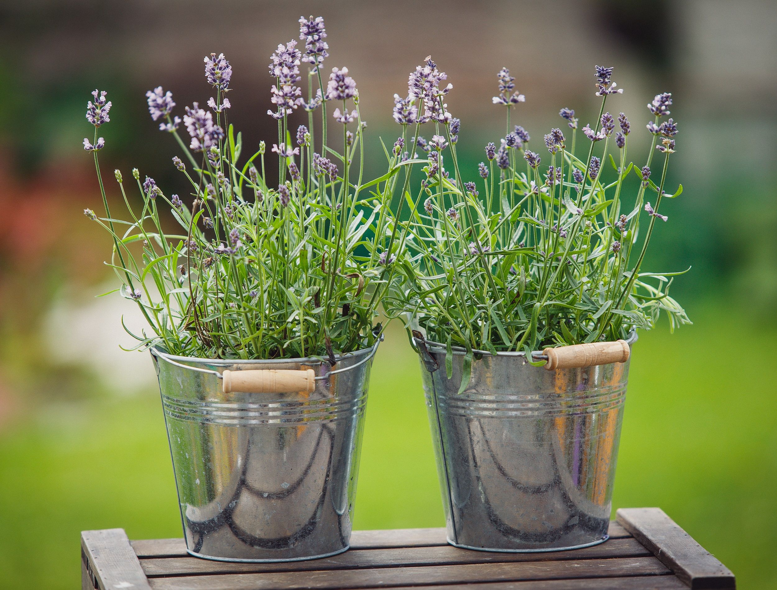 7 Tips on Growing Lavender in Any Climate