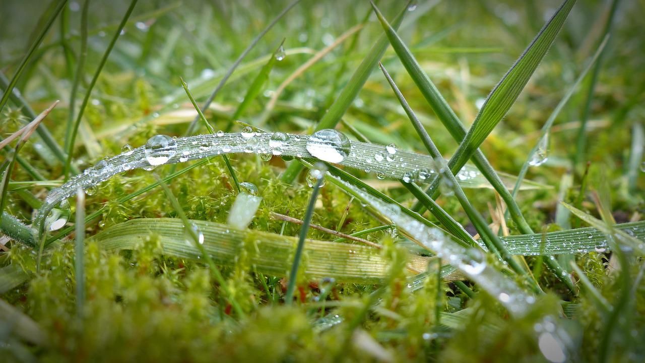 Close up image of mossy and grassy lawn