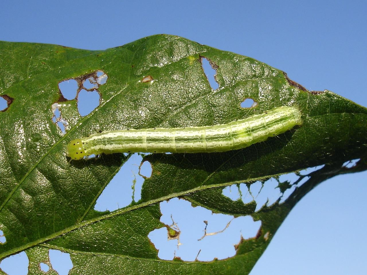 Caterpillar eating a leaf