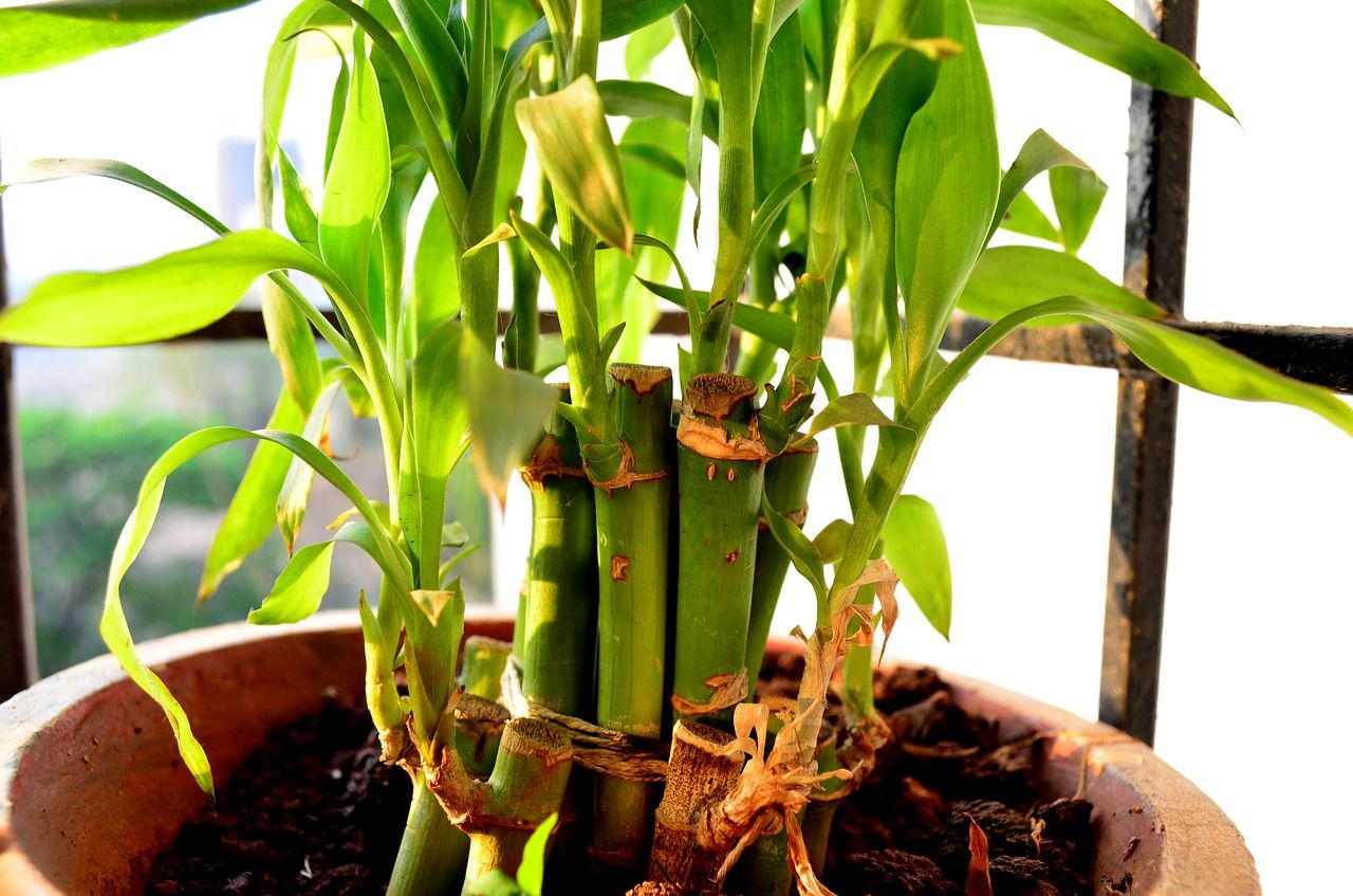 Potted bamboo plant
