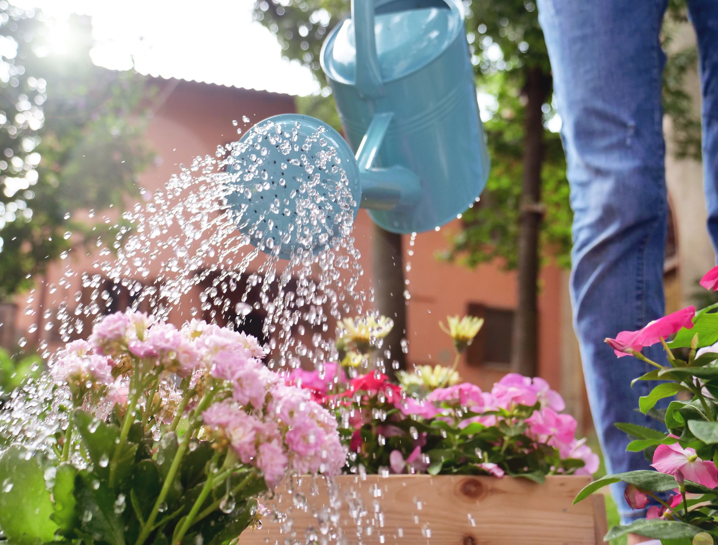 woman in her garden, water with a blue watering can of colored flowers