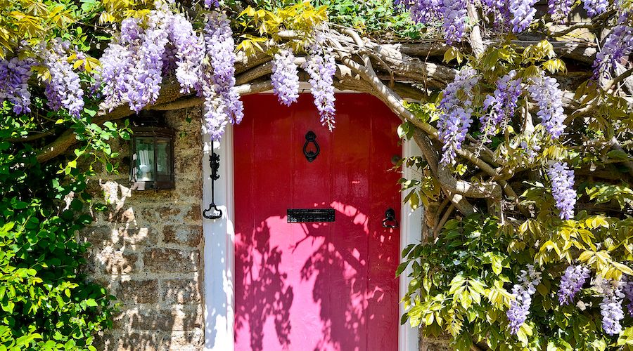 Wisteria Door. The Wisteria covered doorway of a Medieval Hall House.